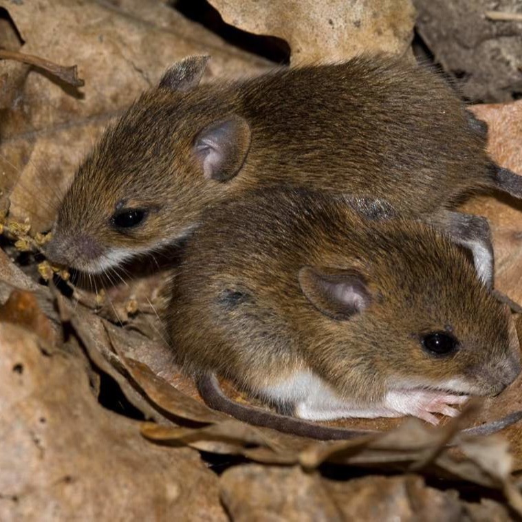 Уничтожения мышей в частном доме в Миассе?