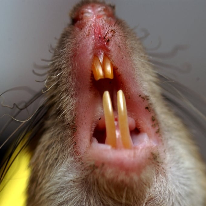 Дератизация крыс в Миассе?